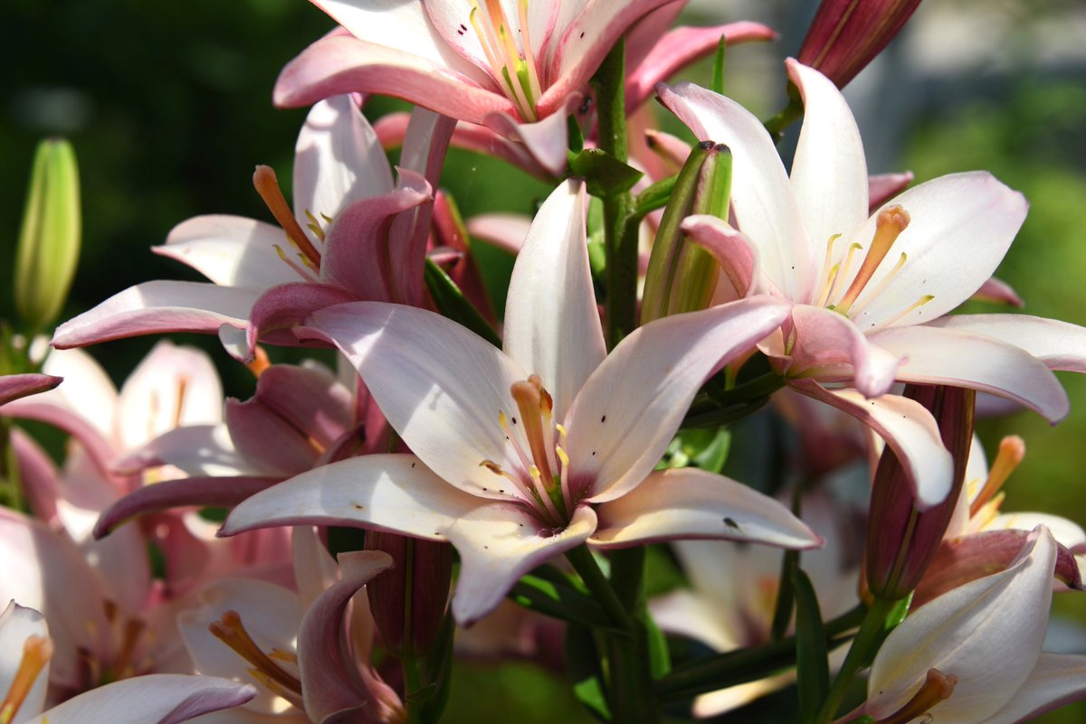 MaineGardens's tweet photo. Summer is here! So are these unbe-leaf-able flowers! A trip to the Gardens is the perfect way to enjoy a little sunshine.

As the Gardens grows busier, we recommend getting your tickets in advance. Get yours here: https://t.co/oEqXRV9zOT https://t.co/Bmku2CU9Xi