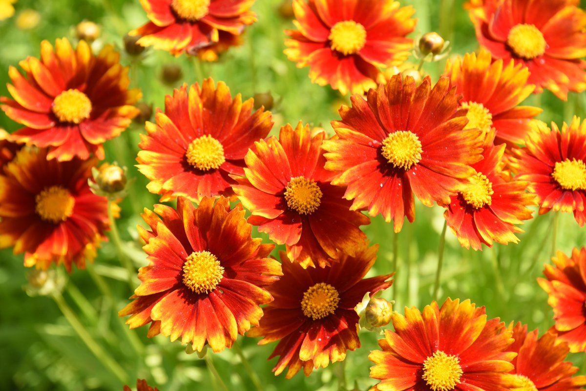 MaineGardens's tweet photo. Summer is here! So are these unbe-leaf-able flowers! A trip to the Gardens is the perfect way to enjoy a little sunshine.

As the Gardens grows busier, we recommend getting your tickets in advance. Get yours here: https://t.co/oEqXRV9zOT https://t.co/Bmku2CU9Xi