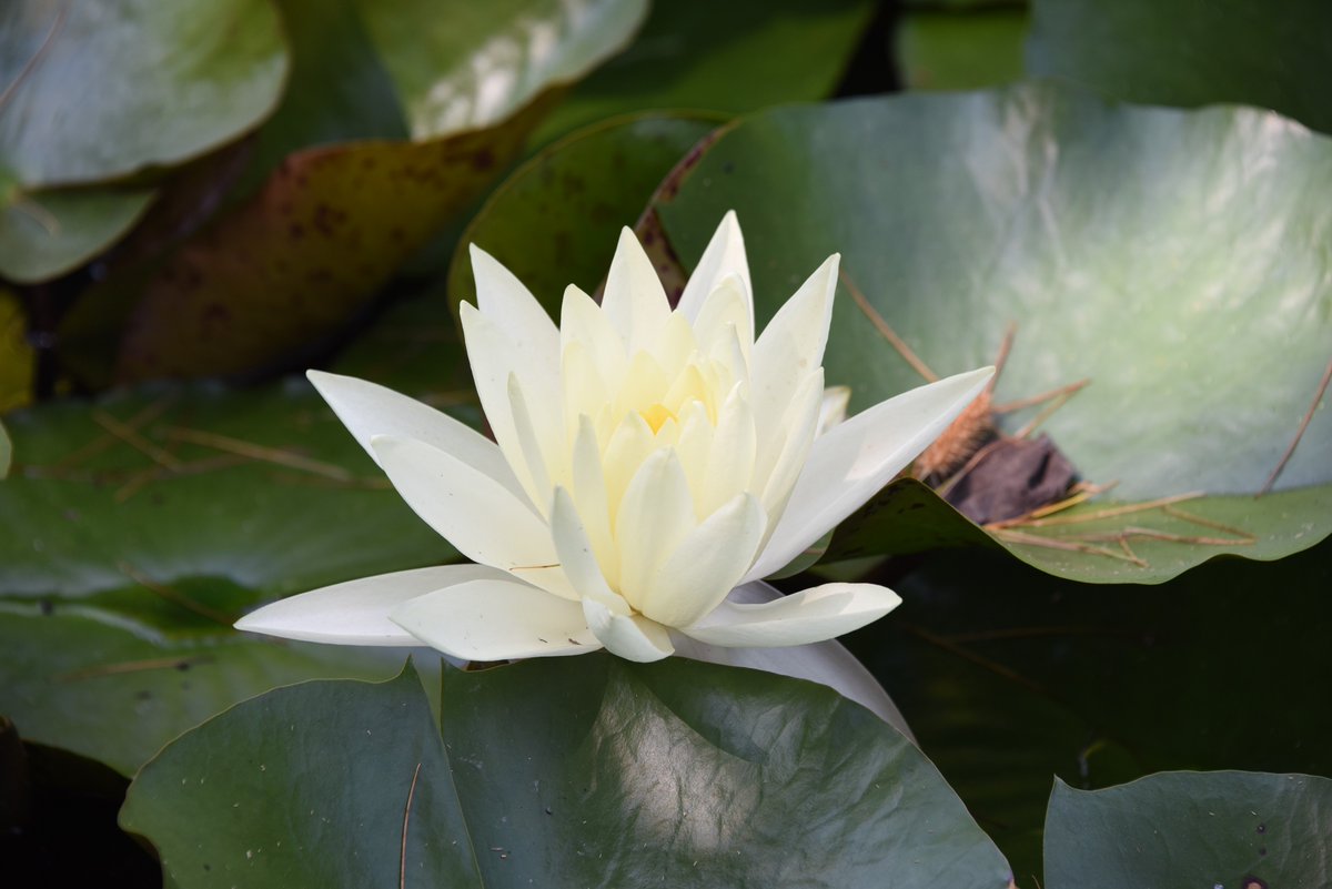 MaineGardens's tweet photo. Summer is here! So are these unbe-leaf-able flowers! A trip to the Gardens is the perfect way to enjoy a little sunshine.

As the Gardens grows busier, we recommend getting your tickets in advance. Get yours here: https://t.co/oEqXRV9zOT https://t.co/Bmku2CU9Xi