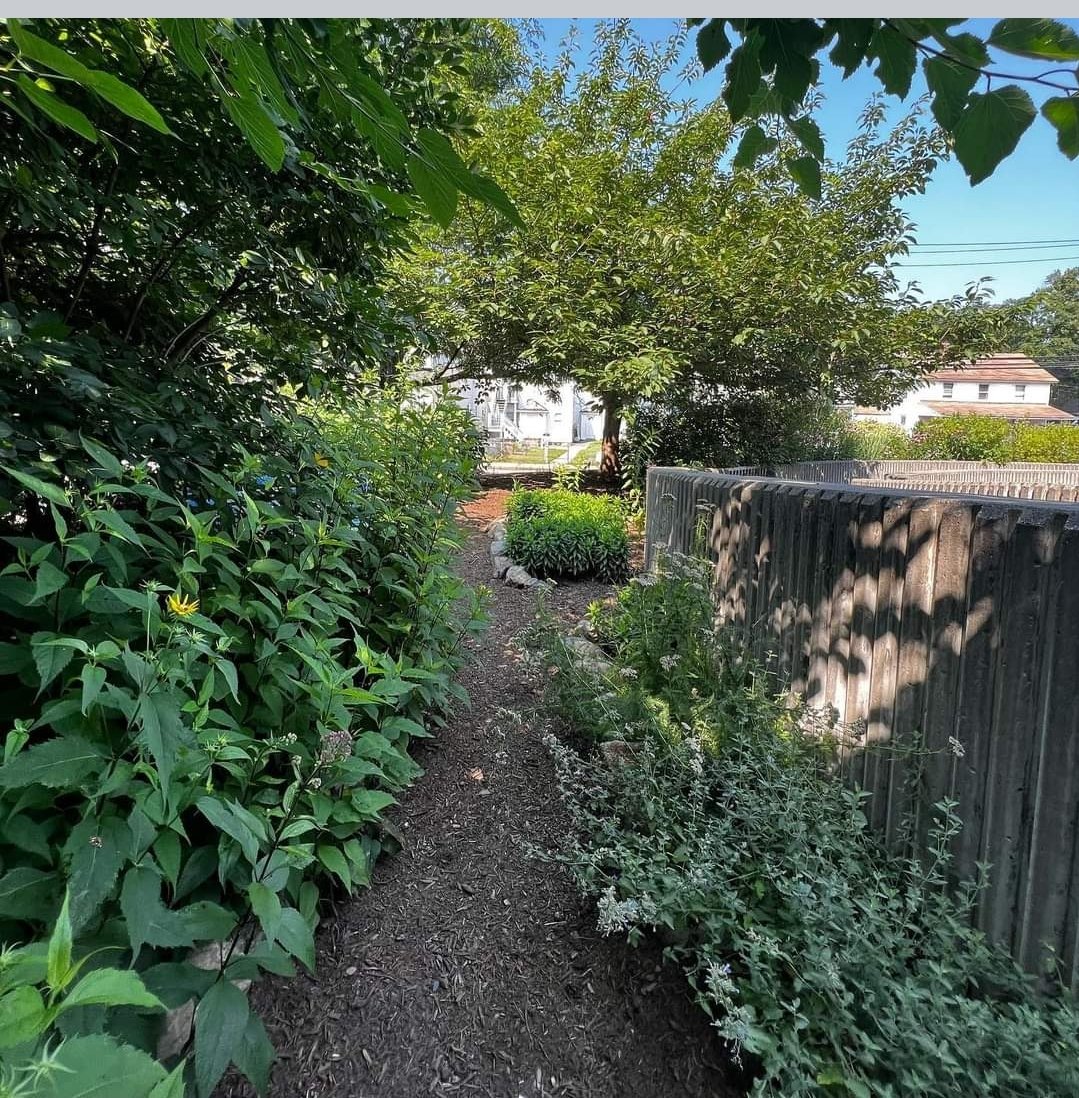 PtoHart's tweet photo. Pollinators are buzzing in @hartmagnetes schoolyard habitat!! And it’s only just the beginning! I can’t wait to see the late summer colors!!
#pollinatorpathway #native #helpthebees #echinacea #milkweed #blackeyedsusan #blazingstar #beebalm #goldenrod #chokeberry #newenglandaster https://t.co/WhaXxoGhqO