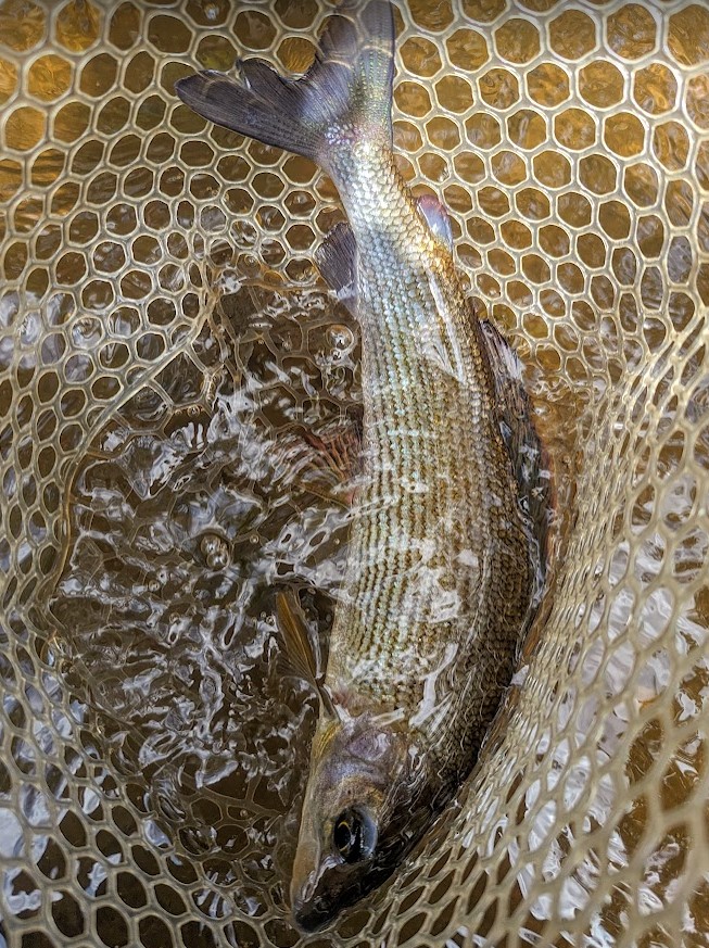 Peaks Fly Fishing tweet media