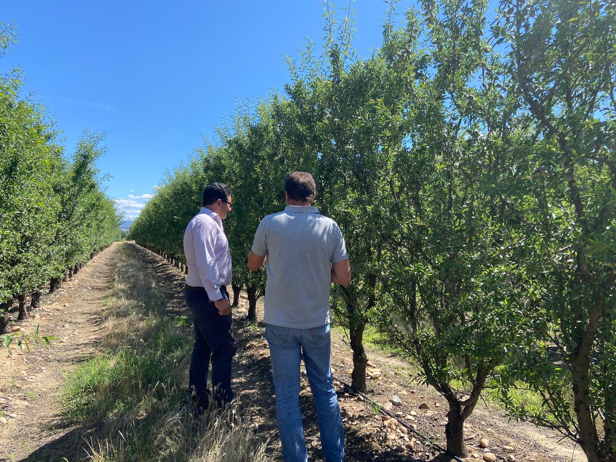 Agromillora_'s tweet photo. 📍Finca Carajuelo, de Calera y Chozas, localizada la primera plantación de #almendro en seto realizada en la provincia de Toledo en 2015.
🌳Variedad soleta, portainjerto enanizante #Rootpac20.
Gracias a nuestro distribuidor Sociedad de Gestión por el magnífico trabajo. https://t.co/Omg5ovHrzE