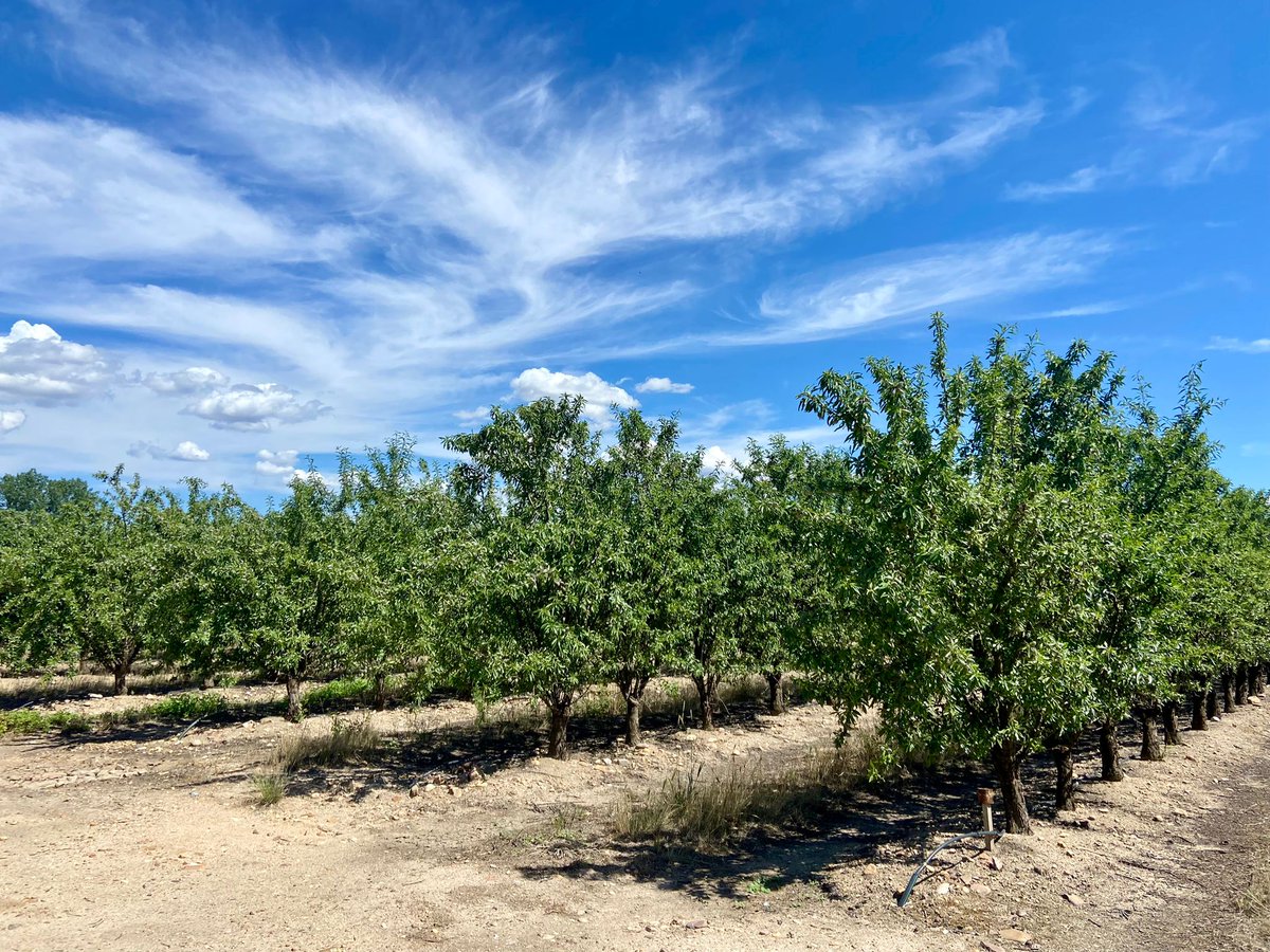 Agromillora_'s tweet photo. 📍Finca Carajuelo, de Calera y Chozas, localizada la primera plantación de #almendro en seto realizada en la provincia de Toledo en 2015.
🌳Variedad soleta, portainjerto enanizante #Rootpac20.
Gracias a nuestro distribuidor Sociedad de Gestión por el magnífico trabajo. https://t.co/Omg5ovHrzE