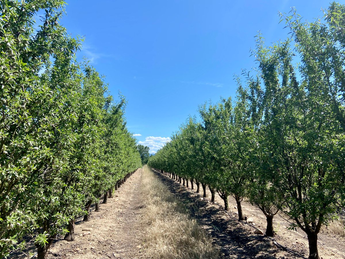 Agromillora_'s tweet photo. 📍Finca Carajuelo, de Calera y Chozas, localizada la primera plantación de #almendro en seto realizada en la provincia de Toledo en 2015.
🌳Variedad soleta, portainjerto enanizante #Rootpac20.
Gracias a nuestro distribuidor Sociedad de Gestión por el magnífico trabajo. https://t.co/Omg5ovHrzE