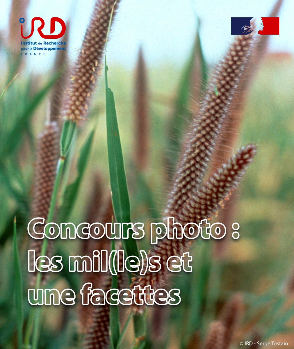 NAmericaMillets tweet picture