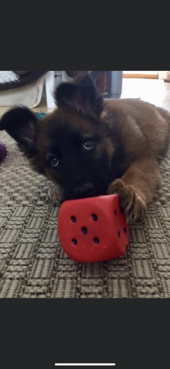 NicNic711's tweet photo. Woof woof Wednesday #summer #pupster #bb #MetPolPup #fouryearsago https://t.co/4AT5cjS0EW