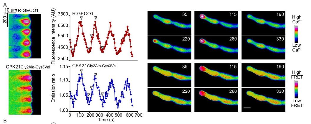 Imaging of plant calcium-sensor kinase conformation monitors real time calcium-dependent decoding in planta (Anja Liese, Bernadette Eichstädt, Sarah Lederer, Philipp Schulz, Jan Oehlschläger, et.al.) buff.ly/3rnTGJ1 <a href="/Anja_K_Liese/">Anja Liese</a> <a href="/ASPB/">ASPB</a> #PlantSci