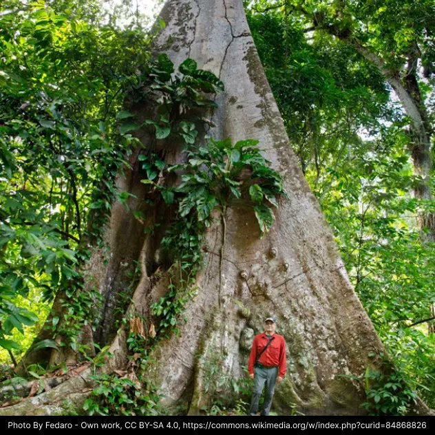 '... few studies have attempted to analyze the largest trees at larger scales, let alone explore how environmental factors influence their diversity.' Giants of the Amazon: How does environmental variation drive the diversity patterns of large trees? buff.ly/3PS1Y64