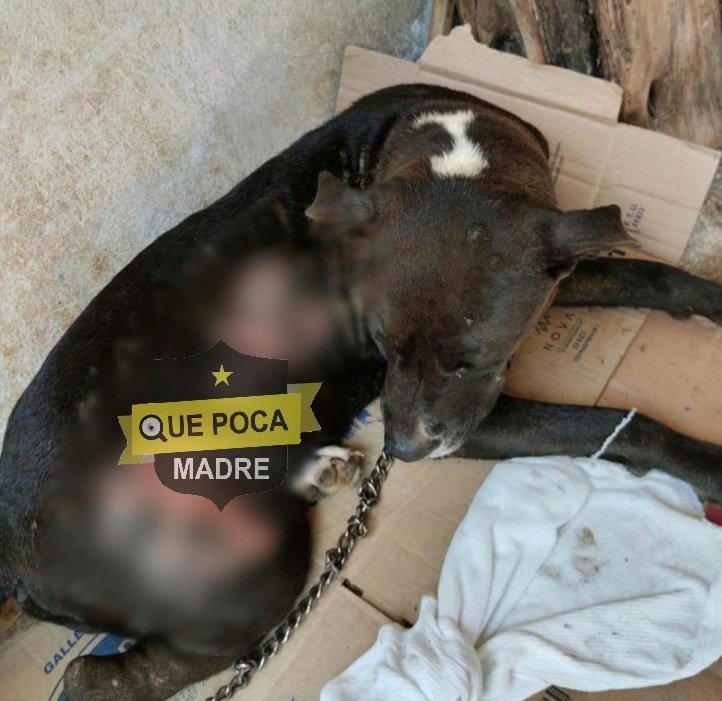 QuePocaMadreMex's tweet photo. #DenunciaCudadana😡🐶🚨

🟡En un acto de crueldad y #MaltratoAnimal, un hombre identificado como Roger L.H. le prendió #fuego a una perrita causándole severas quemaduras al animal, en #Tizimín, #Yucatán. Cuando la dueña de la perrita le reclamó, él la amenazó con una escopeta. https://t.co/N89DhInMDm