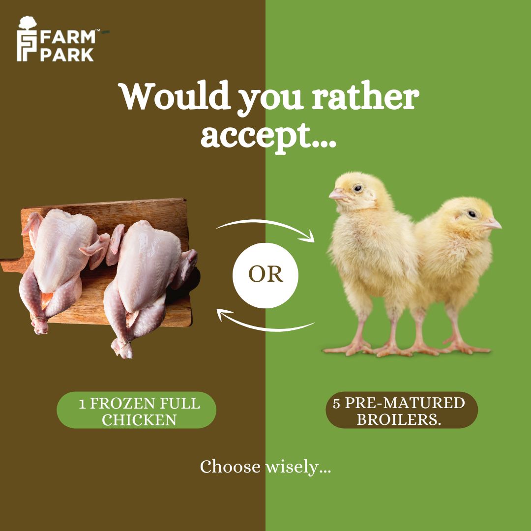 FarmParkNG's tweet photo. Make Your Poultry Pick!  

#farm #farmlife #farmsinlagos #farmpark #farmparkacademy #farmersmarket 

Peter Obi | NATO | Chef Dammy | Rest in Peace | Rwanda | Rita Dominic https://t.co/z6MmzmHg0L