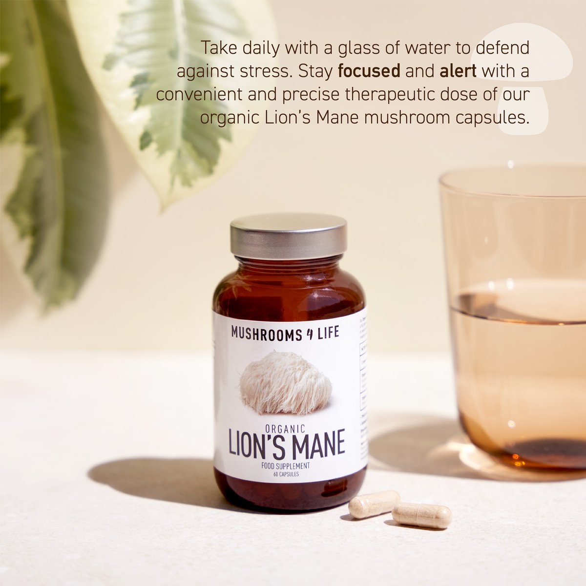 approvedvitamin's tweet photo. Lion’s Mane ‘The Mountain Priest Mushroom’ is traditionally regarded as the mushroom for cognitive and nerve health.

Use Code: SOCIAL10
For 10% OFF

🌱Shop Now👇
https://t.co/G3CcrMe2yz https://t.co/fEwUA1LGTT