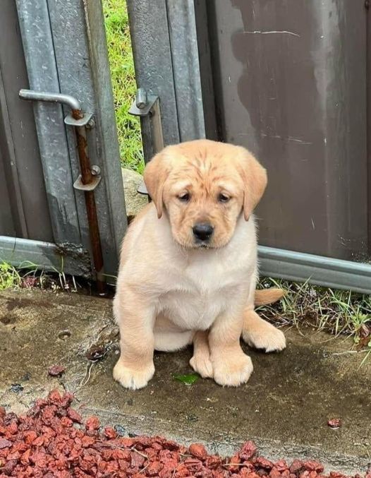 TweeetsOfDogs's tweet photo. I know i'm not handsome 💔 but i just want to wish myself a happy birthday on this special day for me 🥺🙏 https://t.co/o7GvF1mfed