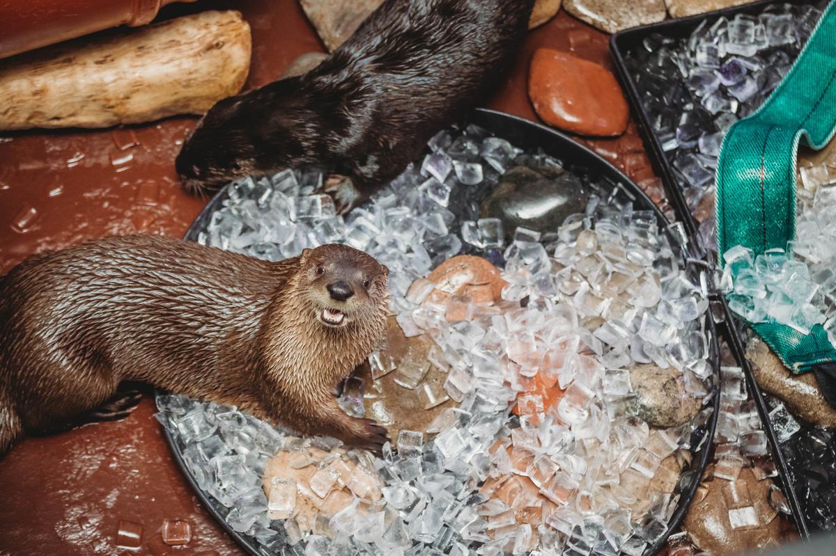 Clearwater Aquarium on Twitter "When the summer heat hits! 🦦🧊 https//t.co/OtGZonVLjZ" / Twitter