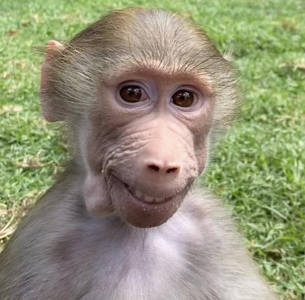 mia11112233's tweet image. easily one of the best monkeys to drop in a while