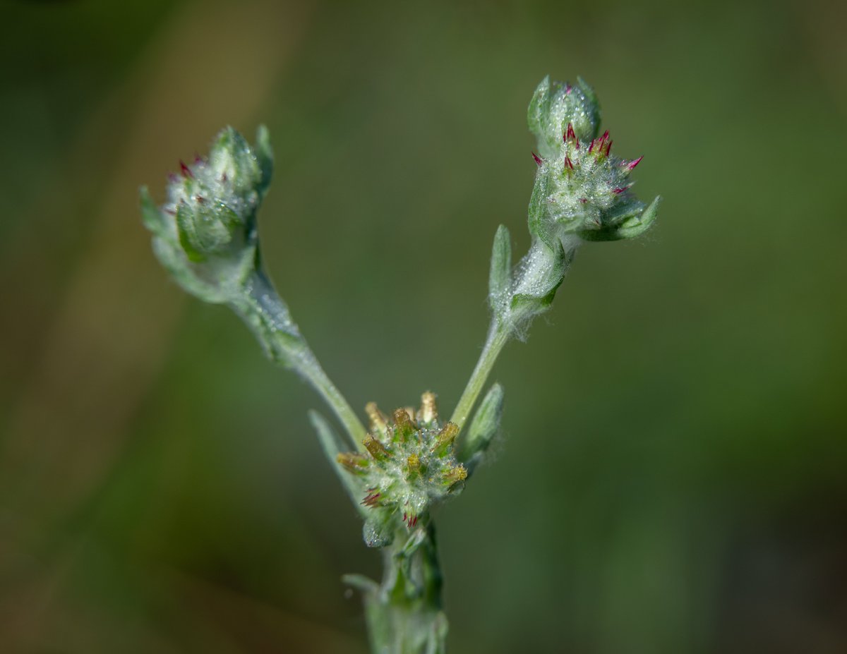 I still can’t work out how plants can become so addictive but I will run with it and see where the journey takes me. Red-tipped Cudweed in all its subtle beauty.