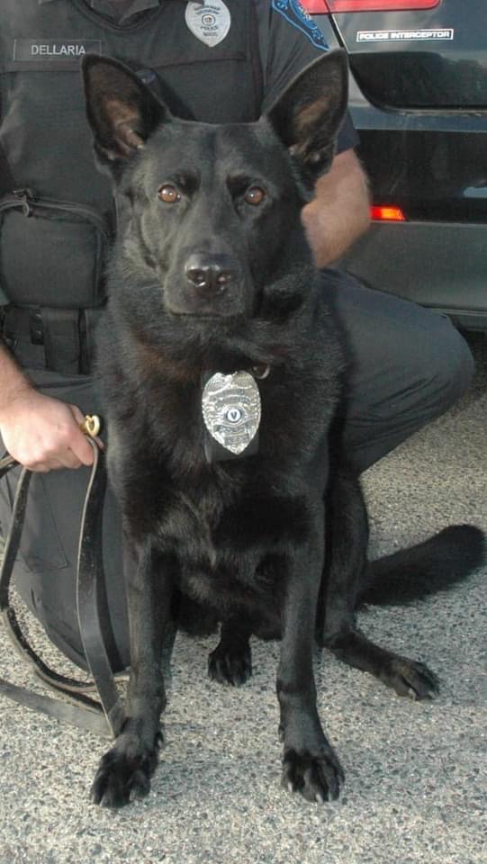 blueforcedev's tweet image. CLOSE TO HOME: Blueforce is sad to learn of the passing of Salisbury MA PD K9 Herc.  Our thoughts and prayers are with the department and LT. Dellaria, Herc’s handler.  #k9 #k9handler #police #publicsafety #narcotics #patroldog #lawenforcement #bluelivesmatter #blueforcedev