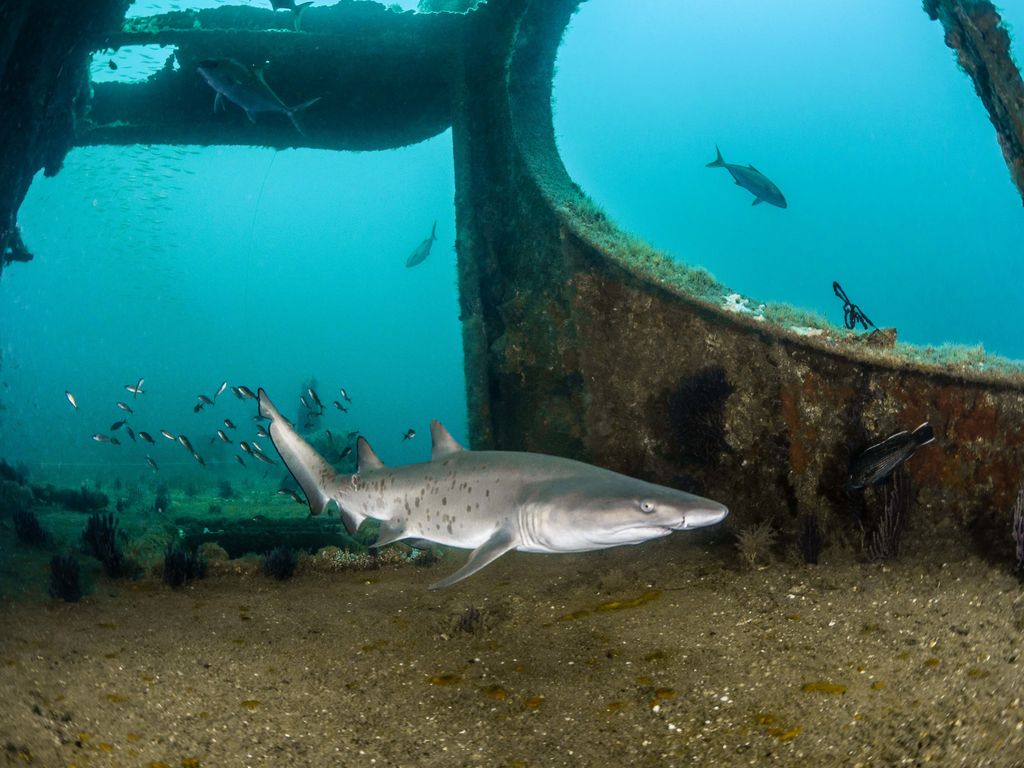 NCAquariumatPKS's tweet photo. @SpotASharkUSA featured shark Claud was named after Claud Hull, one of the first SCUBA divers off the NC coast who helped locate many wreck sites sand tigers are known to visit. Claud the sand tiger shark has scars that make him easy to recognize along with his beautiful spots! https://t.co/f2ntLk8EcP