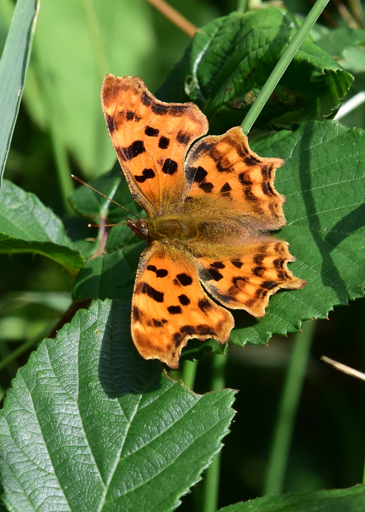 Neil Freeman tweet media