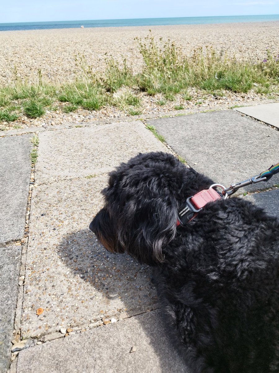 ZebedeeZebedog's tweet photo. Today we went to Aldeburgh and I got to the beach - well the edge of. I did not get to the sea for a paddle. What a swizz. https://t.co/RuifMF34K2
