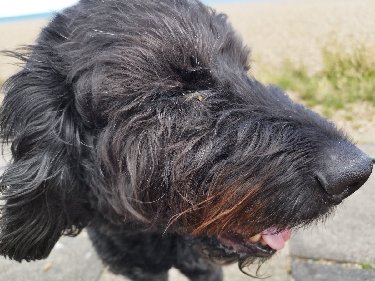 ZebedeeZebedog's tweet photo. Today we went to Aldeburgh and I got to the beach - well the edge of. I did not get to the sea for a paddle. What a swizz. https://t.co/RuifMF34K2