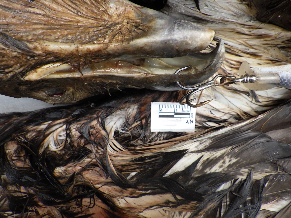 CornellCWHL's tweet photo. 2/2 ...got tangled &amp; lost its life as a result of discarded/lost tackle &amp; line. What you leave behind is as important as what you take away. @NYSDEC #FishSafely #cornellvet #FishResponsibly https://t.co/hBo5FbNIEe
