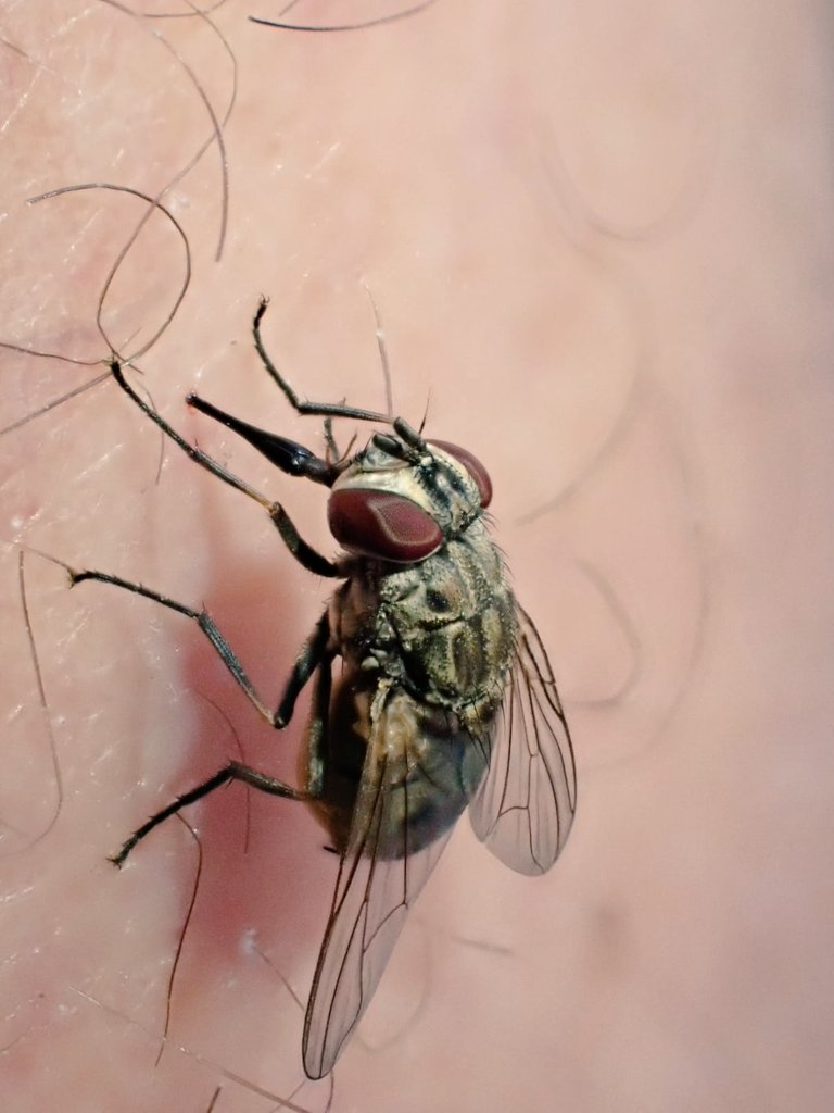 mikel_heredia's tweet photo. 🪰Stomoxys calcitrans (Diptera: Muscidae), known as the stable fly, biting on the leg of a human. Livestock farm (Grañen, Zaragoza, Spain)
One of my favourite fly species!
Thanks for the pictures to @agarcial25
#stomoxys
#muscidae https://t.co/mbYBxY3Pve