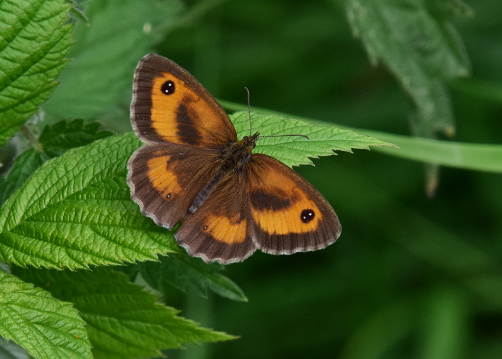 Neil Freeman (@neilfreeman14) on Twitter photo A walk down to my local spot by Wagon Lane this morning before the next showers arrived produced 9 Commas, 6 Small Torts and a couple each of Red Admirals and Speckled Woods as well as Meadow Browns, Gatekeepers, Ringlets and Small/Essex Skippers <a href="/BCWarwickshire/">BC Warwickshire</a> A walk down to my local spot by Wagon Lane this morning before the next showers arrived produced 9 Commas, 6 Small Torts and a couple each of Red Admirals and Speckled Woods as well as Meadow Browns, Gatekeepers, Ringlets and Small/Essex Skippers <a href="/BCWarwickshire/">BC Warwickshire</a>