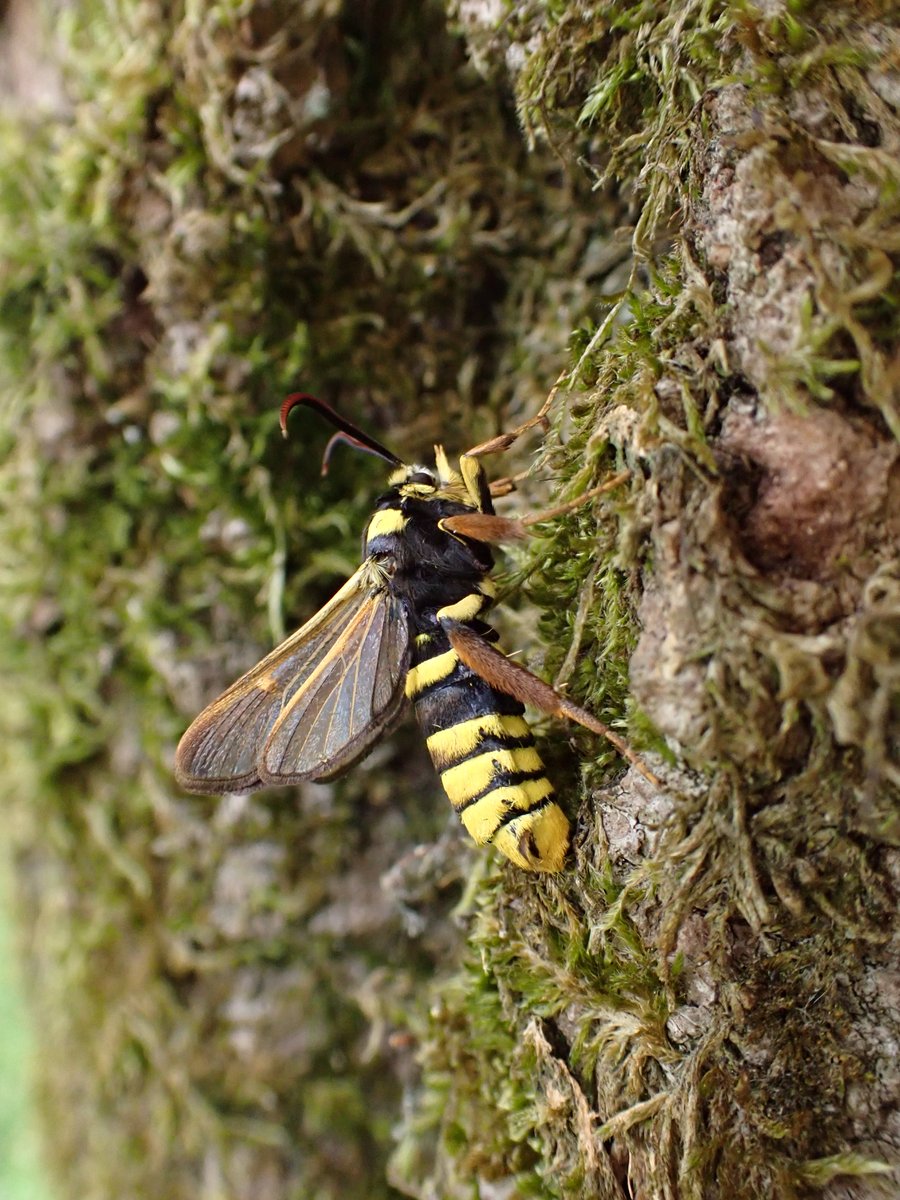 James Hammond (@jameshammond926) on Twitter photo Hornet Moths/Sesia apiformis, <a href="/WythamWoods/">Wytham Woods</a> at 0830 on 30th June.
Found the old-school way, by checking known Poplar trunks in the early morning Hornet Moths/Sesia apiformis, <a href="/WythamWoods/">Wytham Woods</a> at 0830 on 30th June.
Found the old-school way, by checking known Poplar trunks in the early morning