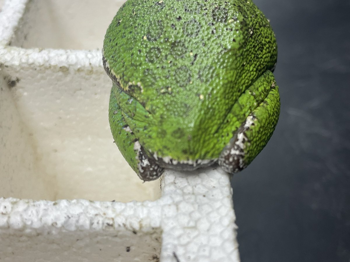 Lara_LLHAG's tweet photo. Found this cute frog hiding among the Speedling trays today. He's pretty cool.. Think it's Hyla gratiosa- Barking Tree Frog. #frog #greenfrog #greentreefrog #treefrog #agriculture #nature #hylagratiosa https://t.co/onWgWlyLt2