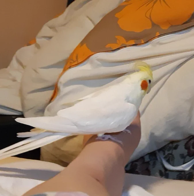 食後コトリチャンを足首に乗せたまま4時間寝ていた 