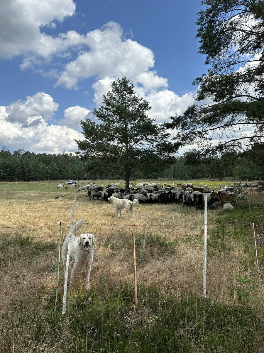 alexbonde's tweet photo. Schaf- und Ziegenherde erhält die wertvolle Heidelandschaft. Zaun und Herdenschutz-Hunde halten das benachbarten Wolfsrudel auf Abstand. #NationalesNaturerbe #Schäferei #Biodiversität #Offenland https://t.co/QZrG5YYJo3