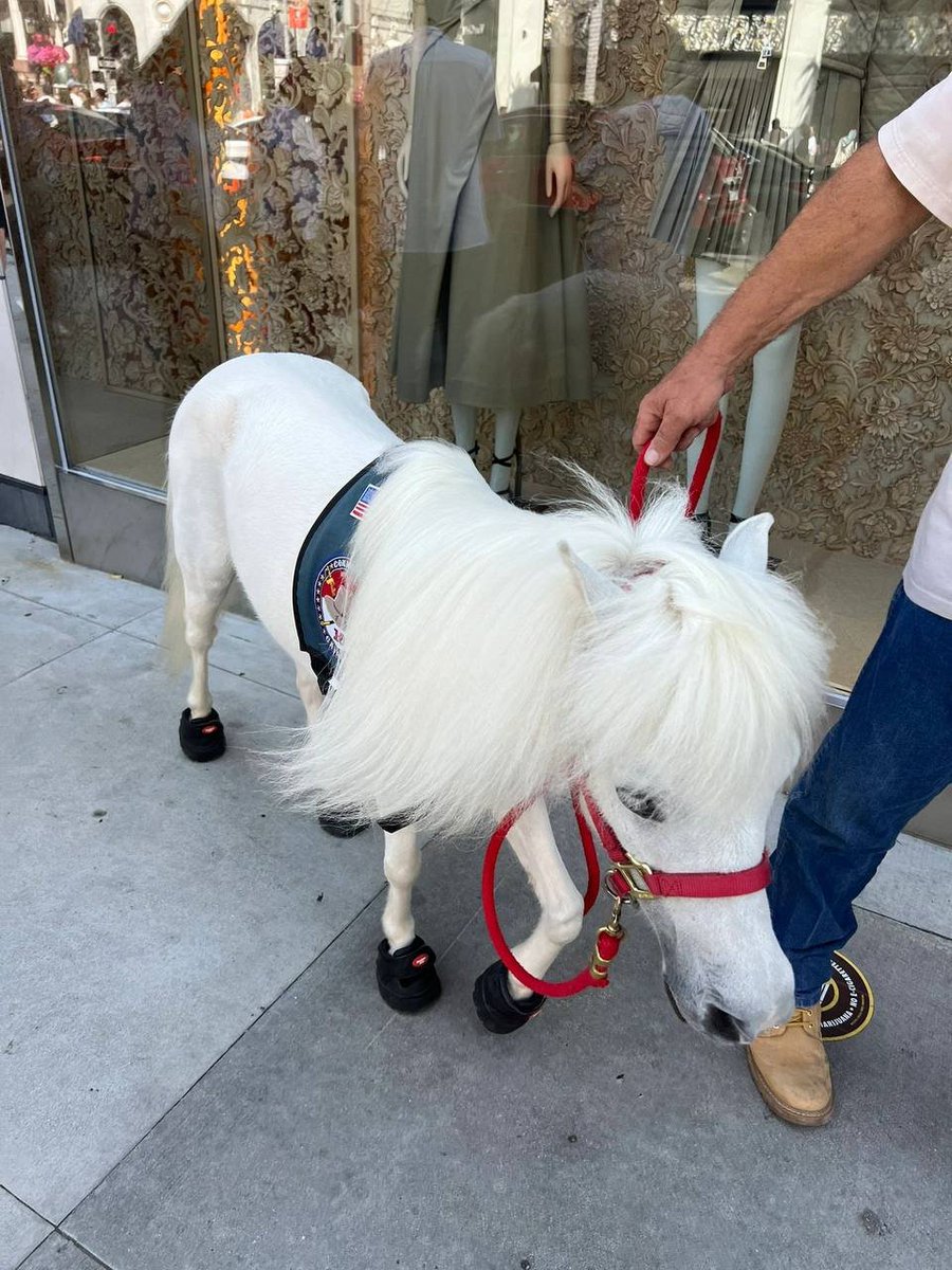 rubycalime84's tweet image. Spotted an owner taking a lovely looking pony for a walk#Los Angeles Beverly Hills