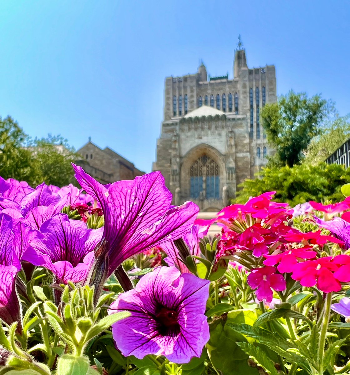 Yale's tweet photo. #Yale #NewHaven #Summer https://t.co/YfOXKt2rdN