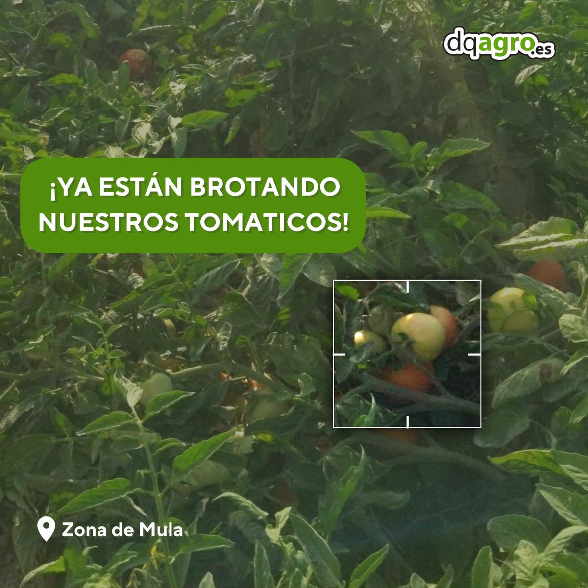 DQAgro's tweet photo. Nuestros tomates... ¡saben a tomate! 🍅

Descubre tu mism@ la calidad de estos pequeños ❤️

🌐 dqagro. es
📍La Palma, Cartagena
📞968554545

#valcure #bioracionales #babyleaf #agriculturasostenible #medioambiente #sostenibilidad #riegointeligente #agriculturainteligente https://t.co/1eqwZ3scS9