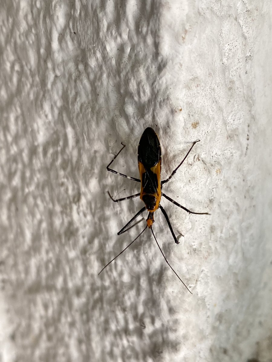 Ptr_GV's tweet photo. @Arachno_Cosas hola, una duda este amiguito es de importancia médica?, saludos 😄 https://t.co/UkceLvkgLI