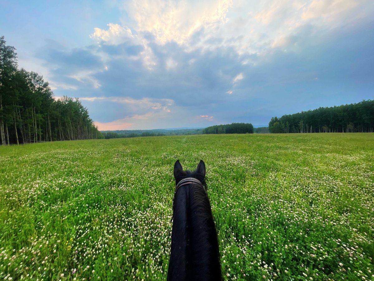 CdnJewels's tweet photo. Checking the hay fields the old fashioned way 😁 https://t.co/aQuLcDfnSH