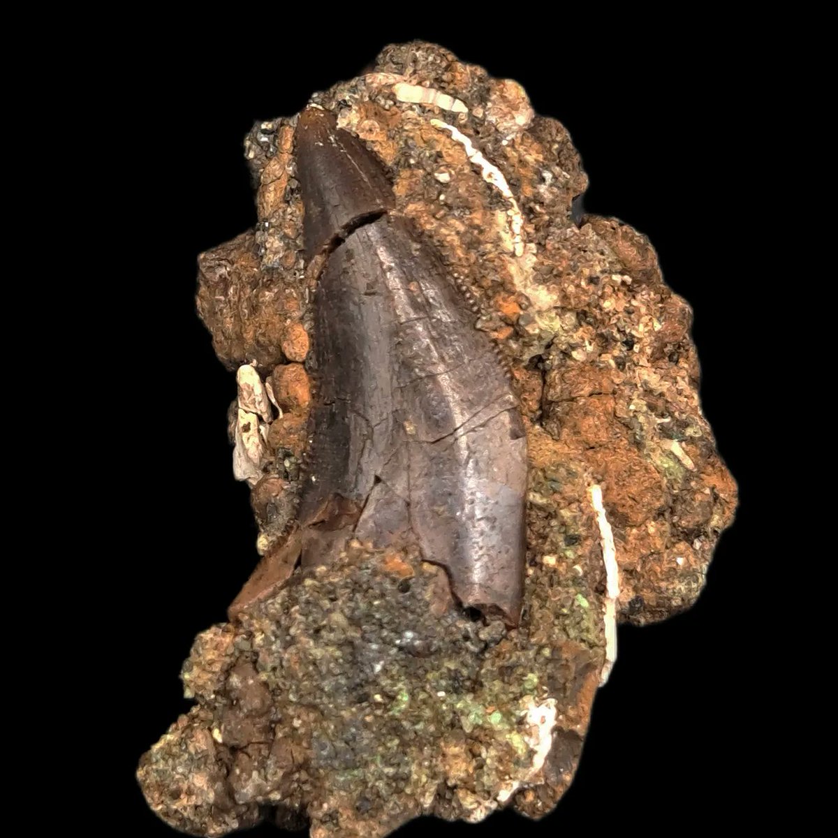 TheDailyRex's tweet image. added several amazing Dinosaur teeth!!! Including the largest Parasaurolophus tooth I've ever found, a Judith River complete crown and partially rooted Ceratopsian Tooth, a nice Dromaeosaurus tooth, and a big Tyrannosaur tooth!!!!! Only @ thedailyrex.com