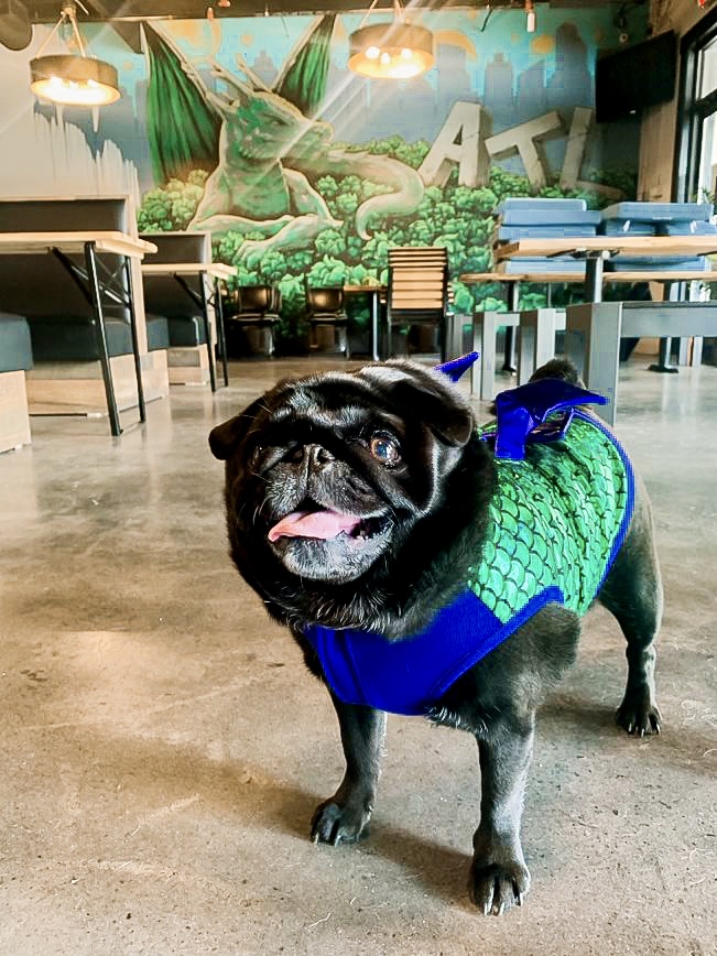 firemakerbeer's tweet image. Just a few of our FEROCIOUS Fire Maker Dogs 🥰

Our taproom is dog friendly, so don’t shy away from bringing your beast to have a brew with you, and don’t forget…we also have treats 😉

#dogfriendly #brewerydog #dogsofinstagram #brewery