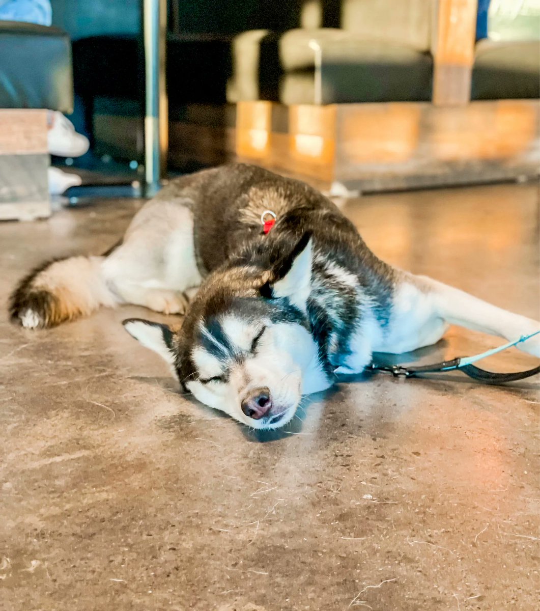 firemakerbeer's tweet image. Just a few of our FEROCIOUS Fire Maker Dogs 🥰

Our taproom is dog friendly, so don’t shy away from bringing your beast to have a brew with you, and don’t forget…we also have treats 😉

#dogfriendly #brewerydog #dogsofinstagram #brewery