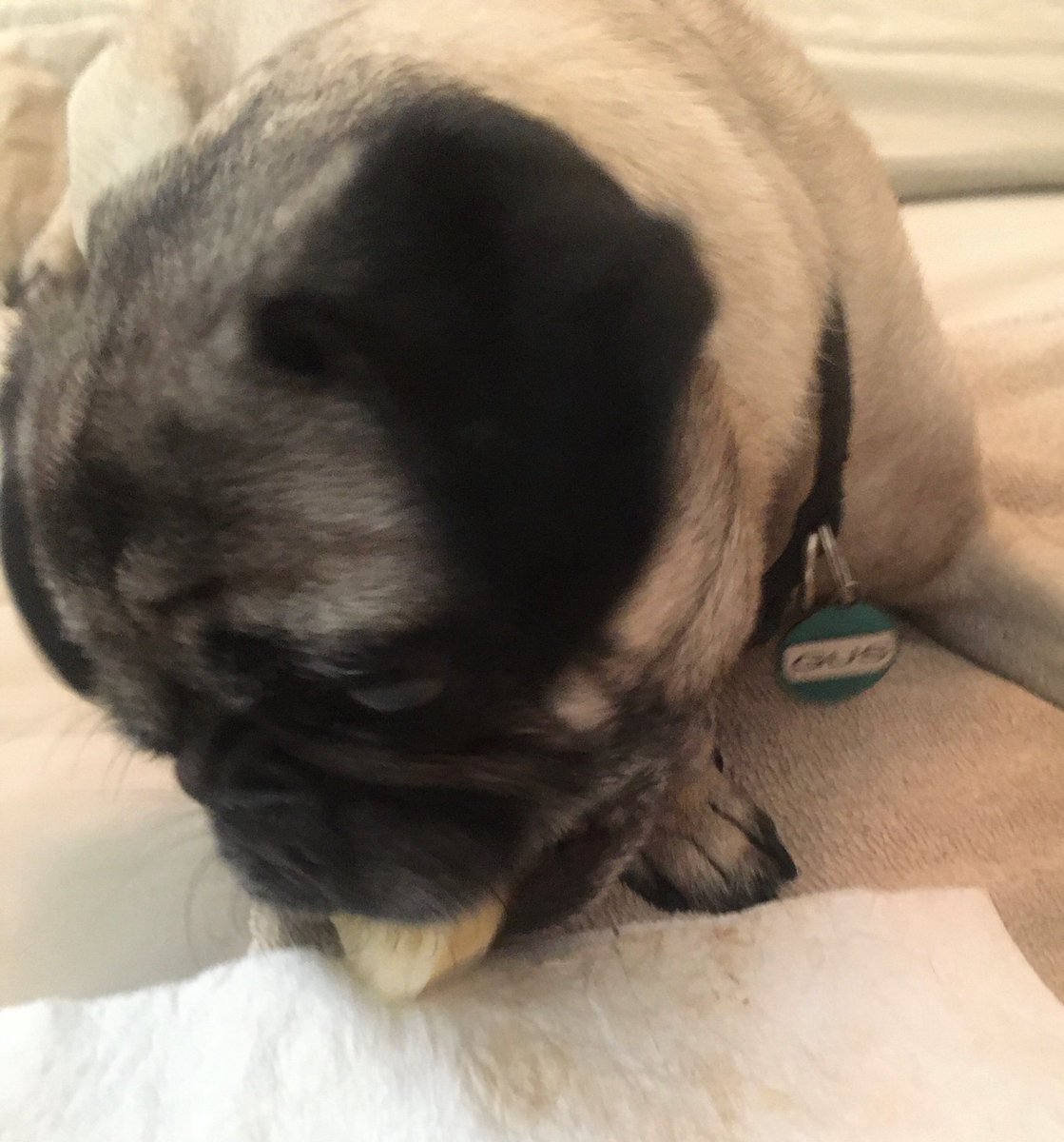 Gus:”I LOVE Bananas!”
#pugs #dogs #pugsoftwitter #dogsoftwitter #twitterfriends #socal #sandiego