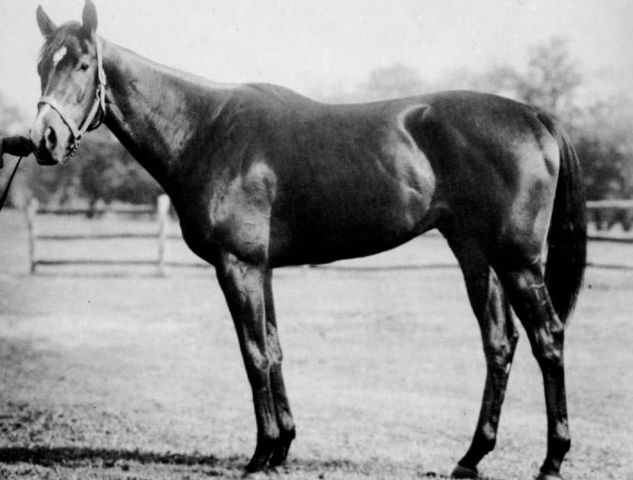 HORSERACING1002's tweet photo. HIGH GUN 🇺🇸1951
(HELIOPOLIS  - ROCKET GUN BY BRAZADO)#HighGun
B/Kellar M. &amp; Paul Little, Cary Boshamer (Ky) Mar 15, 1951.
O/ King Ranch 
T/ Max Hirsch. 
KEEJUL $10,200
24-11-5-4---$486,025
1954 champion 🏆 3yo Colt. 
1955 champion older horse. 
Belmont S, Jockey Club Gold Cup, https://t.co/8vIJWt3XvR