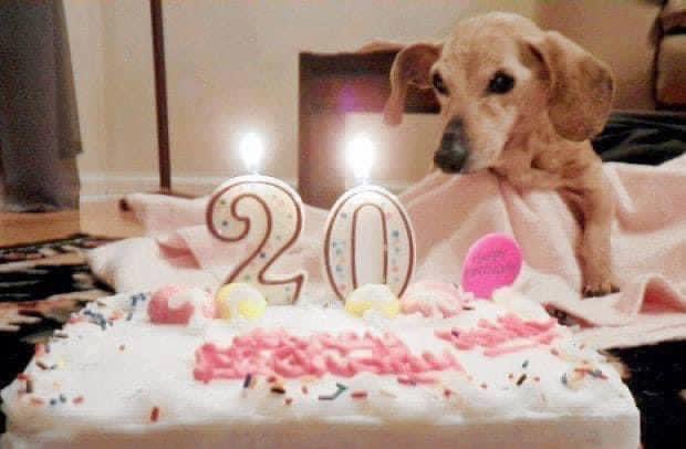 Dogs Lovers tweet media