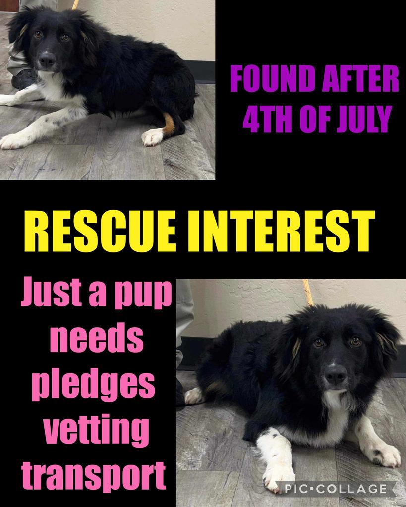 carawil17888192's tweet photo. -0- in pledges needs 500.00 in  pledges for vetting &amp; transport 

Can be EU for space at anytime.. 

Pippa was found after the 4th. Now has rescue interest. Let's get this pup out of the scary shelter. 

Border collie mix
F
1 yr
32.50 lb
#A53692838 

Mt Pleasant Tx

 #rescue https://t.co/PaLM8rOL5x