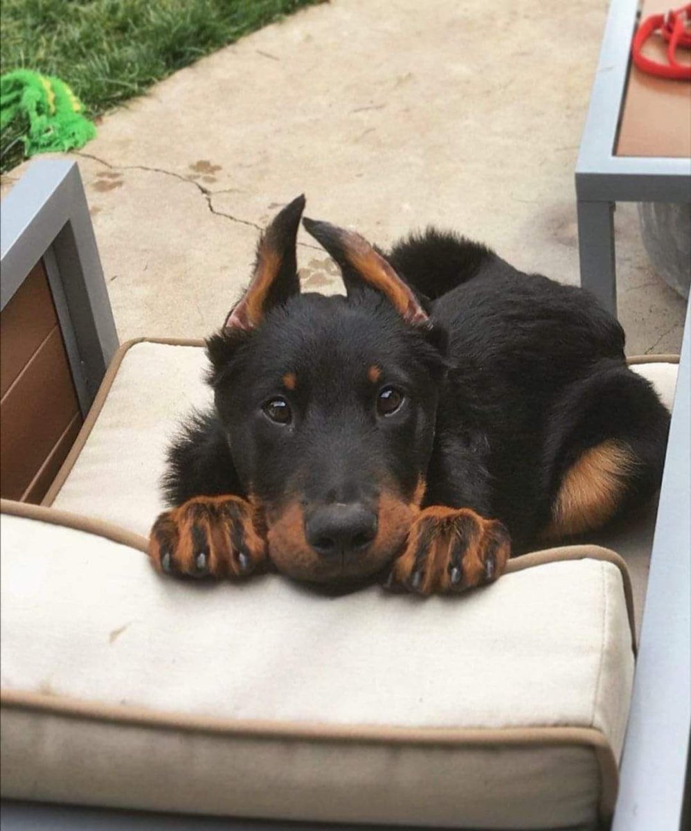 💖 (@twaniimals) on Twitter photo 