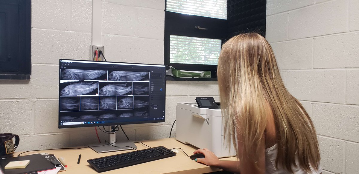 Pterycombus's tweet photo. Ahhhh fun things are happening! Alex, undergraduate researcher working with us on more cichlid plasticity and anatomy, out here taking cool pics! https://t.co/RMbdCLyGQJ