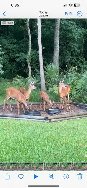 MMindalova's tweet image. Backyard activities in St Johns, Florida
#movingtoStJohnscountyFL 
#beautifulBackyard #enjoythenature