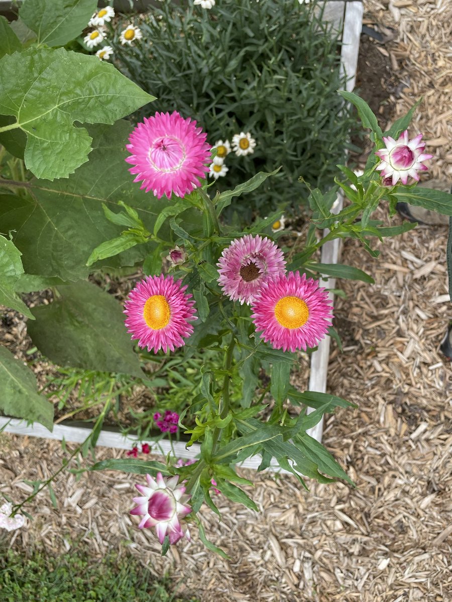 specProjectsLab's tweet image. We picked our first tomatoes of the season this morning. @SJSHSPanthers