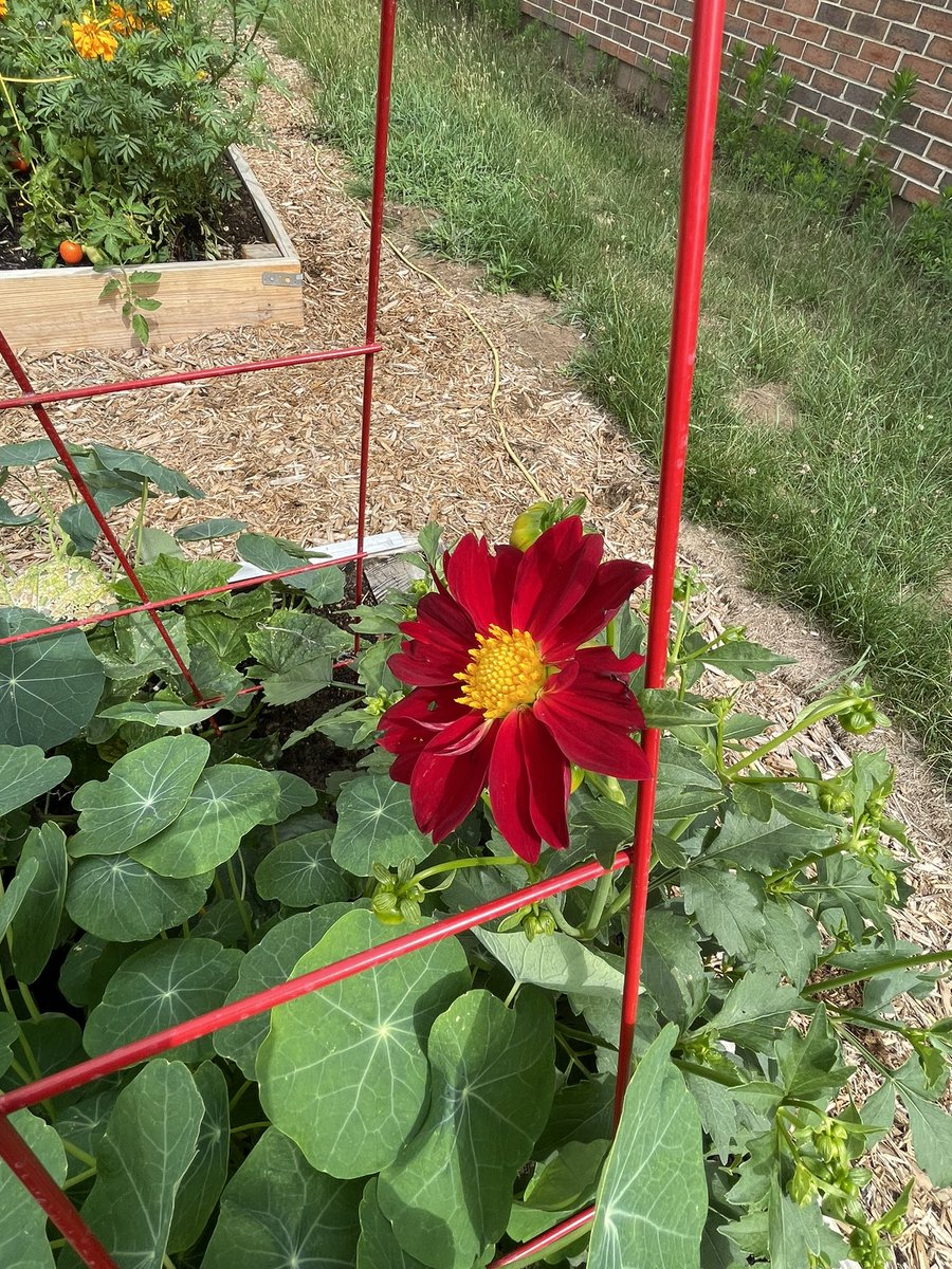 specProjectsLab's tweet image. We picked our first tomatoes of the season this morning. @SJSHSPanthers