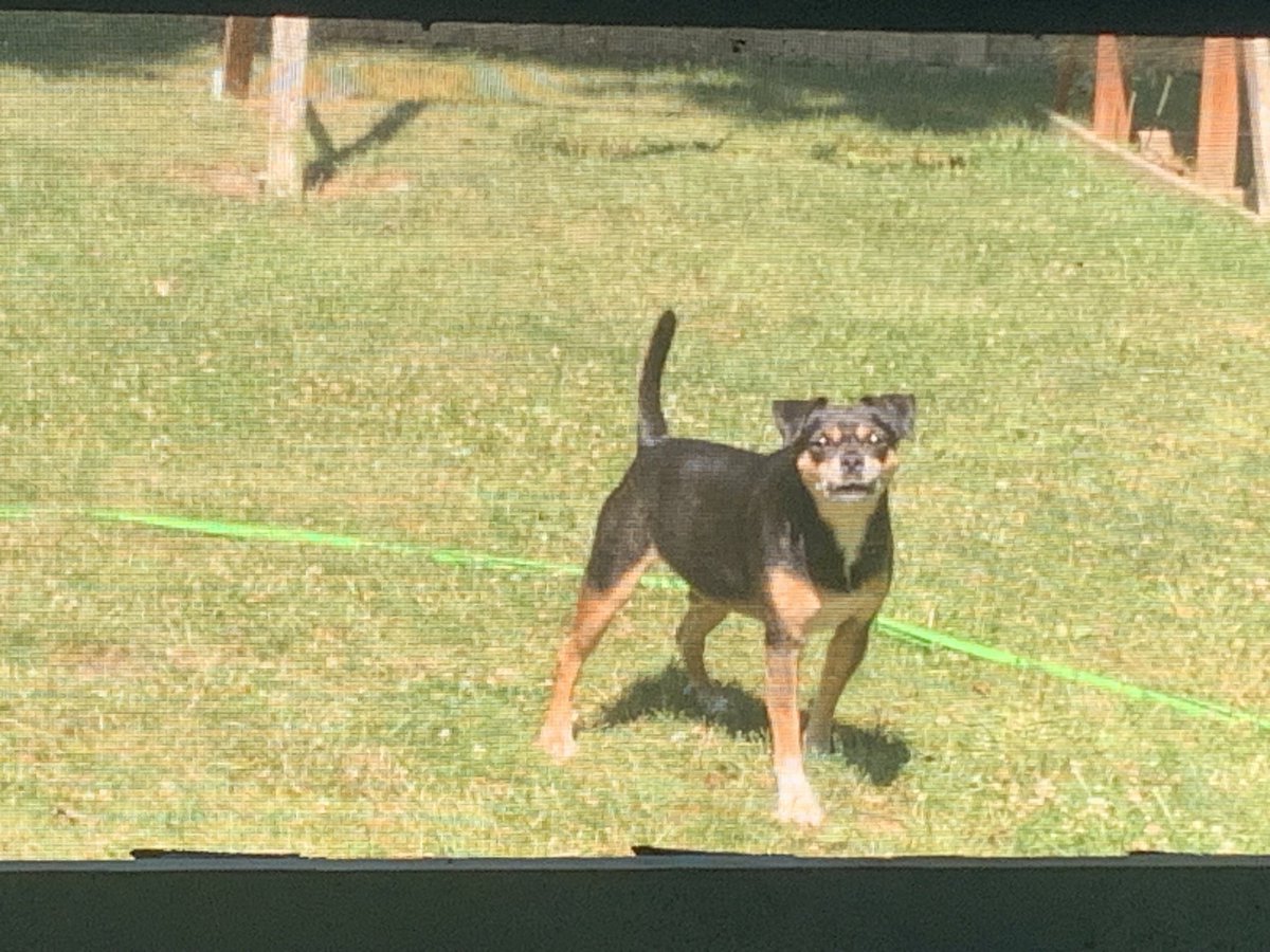 TrewDat77's tweet image. Jasper caught me spying. Then showed his disapproval of me snapping photos. Lol.