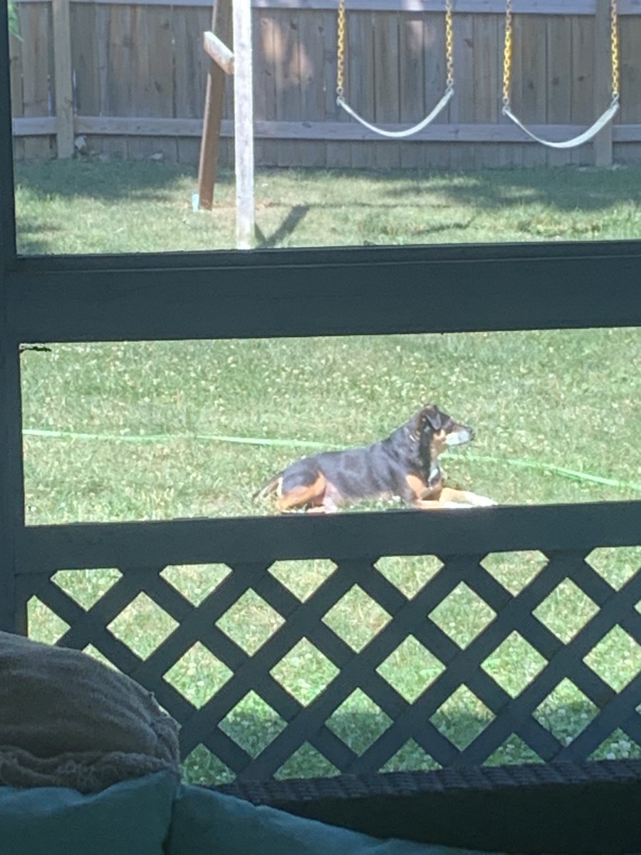 TrewDat77's tweet image. Jasper caught me spying. Then showed his disapproval of me snapping photos. Lol.